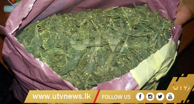 Three suspects arrested with Kerala cannabis in Jaffna Three suspects arrested with Kerala cannabis in Jaffna